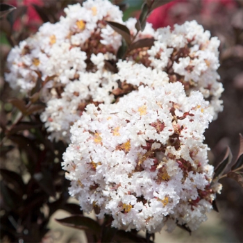 Lagerstroemia - indica - Moonlight - COV